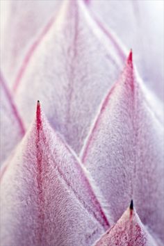 close up view of pink and white flowers