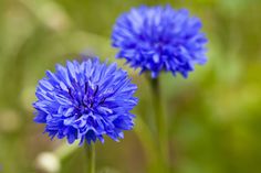 two blue flowers with green leaves in the background