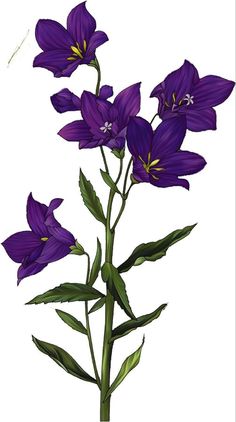 purple flowers with green leaves are shown in this drawing, it looks like they have long stems