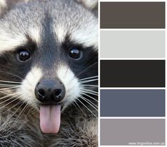 a raccoon sticking its tongue out in front of a color palette with gray and grey tones