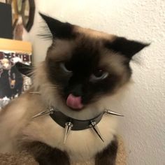 Meet your Posher, Ur Emo Cat Aesthetic, That Dawg In Me, Cat With Spike Collar, Punk Computer Wallpaper, Cute Siamese Cats, Aesthetic Cat Pfp, Gothic Animals, Emo Cat, Punk Cat