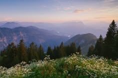 the mountains are covered in trees and flowers at sunset or dawn, as seen from an overlook point