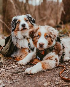 two brown and white dogs laying on the ground in the woods with trees behind them