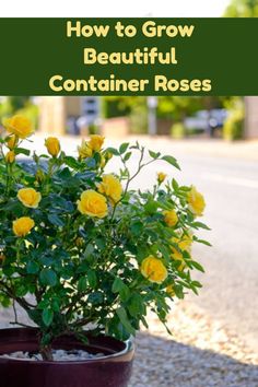 a potted plant with yellow flowers in it and the words how to grow beautiful container roses