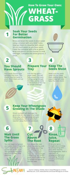 the benefits of wheat grass for your garden and how to use it in this article