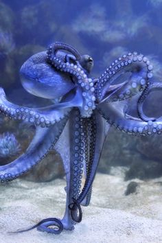 an octopus is swimming in the water