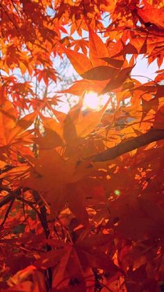 the sun shines through some leaves in an autumn scene with orange and yellow colors