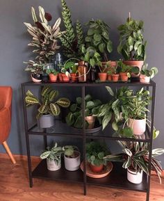 a shelf filled with lots of potted plants on top of a hard wood floor