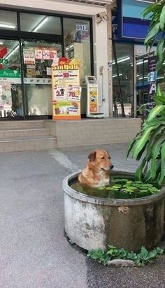 a dog is sitting in a large potted plant