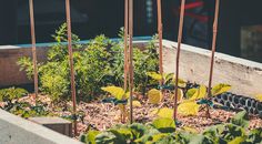 there are many plants growing in the raised garden bed with bamboo poles and straws