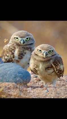 two owls sitting on top of a rock next to each other with green eyes and one owl looking at the camera