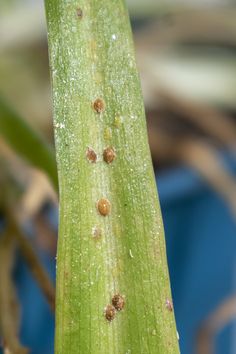 some tiny brown bugs on a green plant