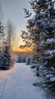 the sun is setting behind some trees on a snowy road with tracks in the snow