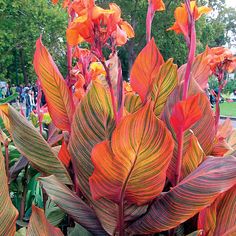 orange and green leaves in the foreground with trees in the background