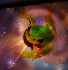 a frog that is floating in the air