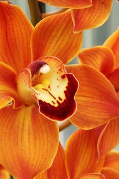 an orange flower with red and yellow petals