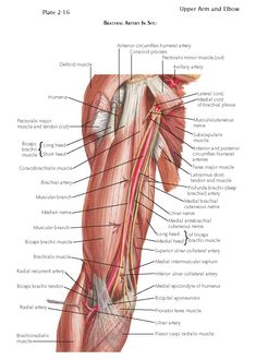 an image of the muscles and their major superficials, including the upper arm and lower limb