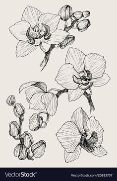 three orchids on a white background in black and white ink, hand drawn illustration