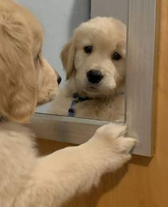 a dog looking at its reflection in a mirror with his paw on the door handle