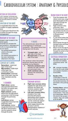 the cardiovascular system and anatomy & physioly poster is shown