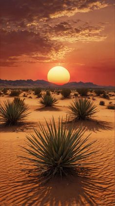 the sun is setting over some desert plants