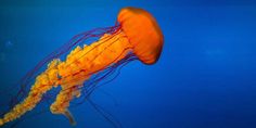 an orange jellyfish floating in the blue water