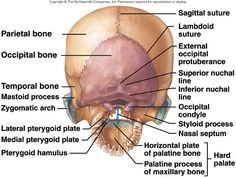 the bones of the head and neck are labeled with labels on each side of the skull