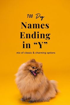 a pomeranian dog sitting on top of a yellow background with the words, 100 day names ending in y