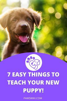 a brown dog with its tongue out and the words 7 easy things to teach your new puppy