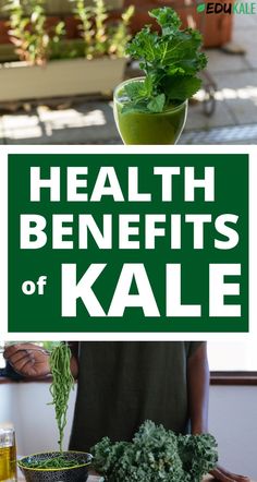 Do you know all of the reasons why kale is excellent for your health? Learn about all the health benefits of kale, along with kale recipes, kale benefits, why kale is healthy... There are many ways to eat kale: kale salad, kale chips, kale on its own... Read on to find out the vitamins, minerals, antioxidants, and nutrients in this kale superfood.  #kale How To Massage Kale, Benefits Of Kale Smoothies, Kale Benefits, Types Of Kale Leaves, Kale Benefits Health, Kale Nutrition Facts, Clean Eating Tips, Health Eating, Nutrition Education