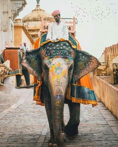 a man riding on the back of an elephant down a brick road with birds flying overhead