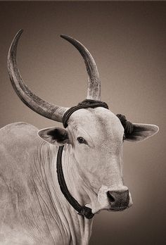 a white cow with large horns standing in front of a brown background