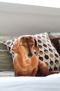 a brown dog sitting on top of a bed next to pillows