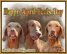 three dogs with their mouths open and the words happy apr fools day