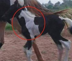 a black and white horse with a red circle around it's neck