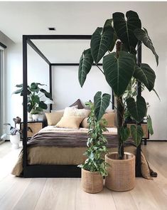 a bedroom with a canopy bed and potted plants on the floor next to it