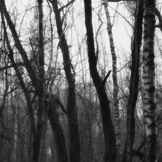 black and white photograph of trees in the woods