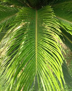 a large green palm tree in the middle of some grass and trees with lots of leaves on it