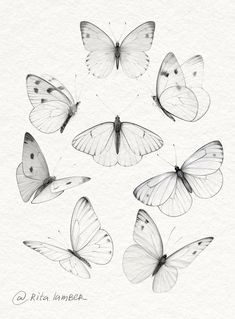 six butterflies are shown in black and white