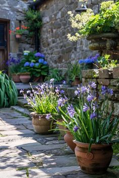 several potted plants are lined up on the side of a stone building with blue flowers in them