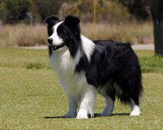 a black and white dog standing on top of a lush green field