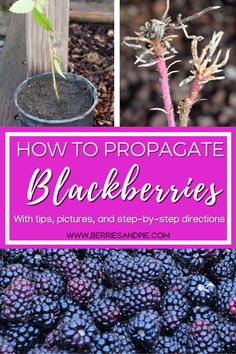 how to propagate blackberries with tips, pictures and step - by - step directions