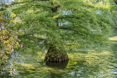 an image of a tree in the water that is green and has leaves on it