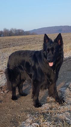 a large black dog standing on top of a dry grass field