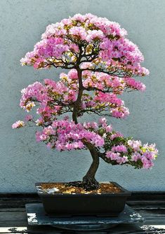 a bonsai tree with pink flowers in a black pot