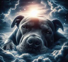 a dog is laying down in the clouds