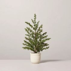 a small pine tree in a white pot