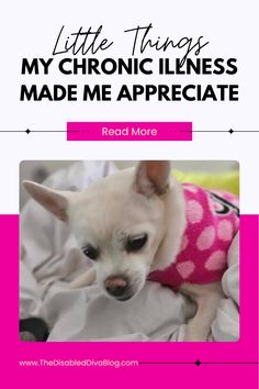 A graphic with the title "Little Things My Chronic Illness Made Me Appreciate" in bold text above a photo of a white Chihuahua wearing a pink polka-dot sweater, resting on a blanket. Below the image is a bright pink button with the words "Read More" and a footer displaying "www.TheDisabledDivaBlog.com. Living With Chronic Illness, Chronic Pain Relief, Muscle Aches, The Little Things, Medical Advice, Chronic Illness, Finding Joy, Chronic Pain, What You Can Do