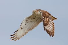 a brown and white bird flying in the sky