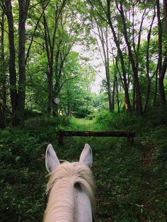 the back end of a horse's head as it walks through a wooded area